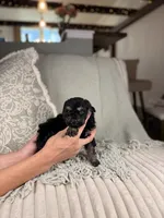 Zeus, a male Miniature Bernedoodle for sale in Tampa, FL – Photo 4 of 5