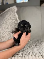 Zeus, a male Miniature Bernedoodle for sale in Tampa, FL – Photo 3 of 5