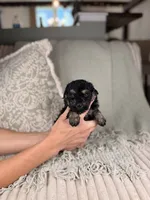 Zeus, a male Miniature Bernedoodle for sale in Tampa, FL – Photo 5 of 5