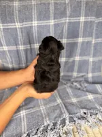 CheezIt, a male Miniature Aussiedoodle for sale in Tampa, FL – Photo 5 of 5