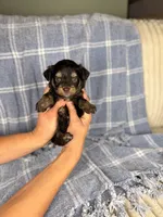 CheezIt, a male Miniature Aussiedoodle for sale in Tampa, FL – Photo 1 of 5