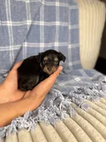 CheezIt, a male Miniature Aussiedoodle for sale in Tampa, FL – Photo 3 of 5