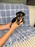 CheezIt, a male Miniature Aussiedoodle for sale in Tampa, FL – Photo 4 of 5