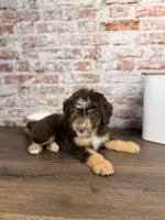 Linguine , a male Miniature Bernedoodle and Miniature Aussiedoodle for sale in Tampa, FL – 4 of 5