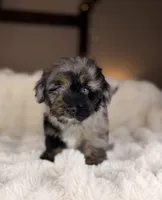 Cannoli, a male Miniature Bernedoodle and Miniature Aussiedoodle for sale in Tampa, FL – 2 of 6
