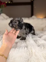 Cannoli, a male Miniature Bernedoodle and Miniature Aussiedoodle for sale in Tampa, FL – 4 of 6