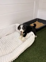 Gnocchi BLUE EYE, a male Miniature Bernedoodle and Miniature Aussiedoodle for sale in Tampa, FL – 2 of 5