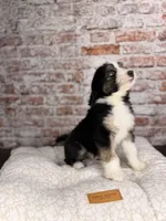 Gnocchi BLUE EYE, a male Miniature Bernedoodle and Miniature Aussiedoodle for sale in Tampa, FL – 4 of 5