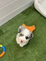 Tortellini BLUE EYES, a male Miniature Bernedoodle and Miniature Aussiedoodle for sale in Tampa, FL – 5 of 8