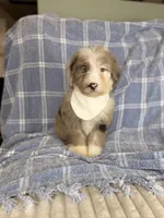 Palm, a male Aussiedoodle for sale in Tampa, FL – 2 of 5
