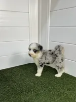 Tortellini BLUE EYES, a male Miniature Bernedoodle and Miniature Aussiedoodle for sale in Tampa, FL – 2 of 8