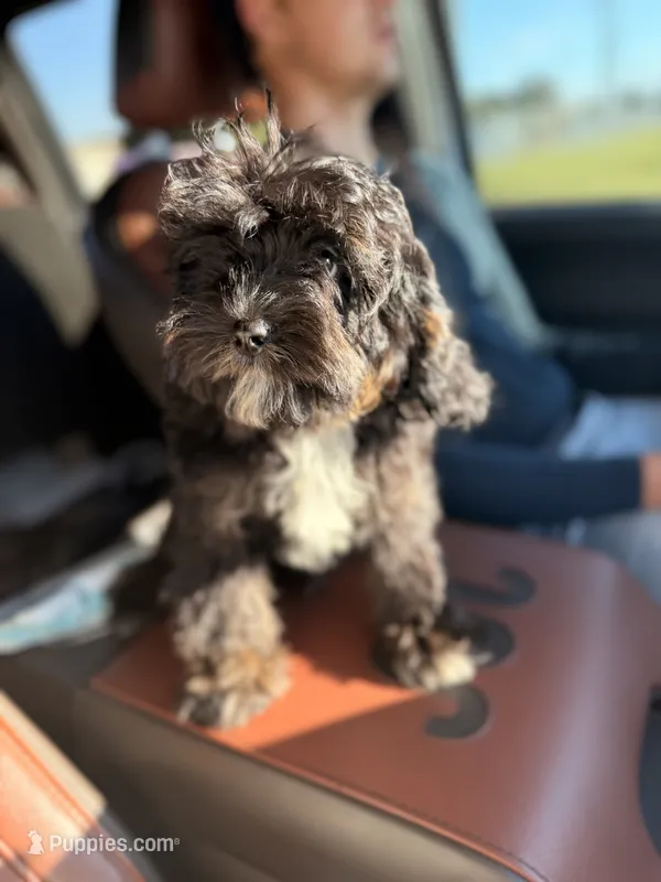 Woody, a male Cavapoo for sale in Tampa, FL – 1 of 8