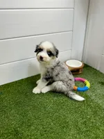 Tortellini BLUE EYES, a male Miniature Bernedoodle and Miniature Aussiedoodle for sale in Tampa, FL – 7 of 8