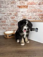 Ravioli , a male Miniature Bernedoodle and Miniature Aussiedoodle for sale in Tampa, FL – 9 of 10
