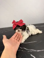 Molly, a female Aussiedoodle and Cockapoo for sale in Tampa, FL – 2 of 6
