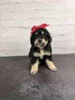 Raven, a female Miniature Bernedoodle for sale in Tampa, FL – 2 of 4