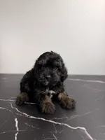 Buzz, a male Cavapoo for sale in Tampa, FL – 3 of 3