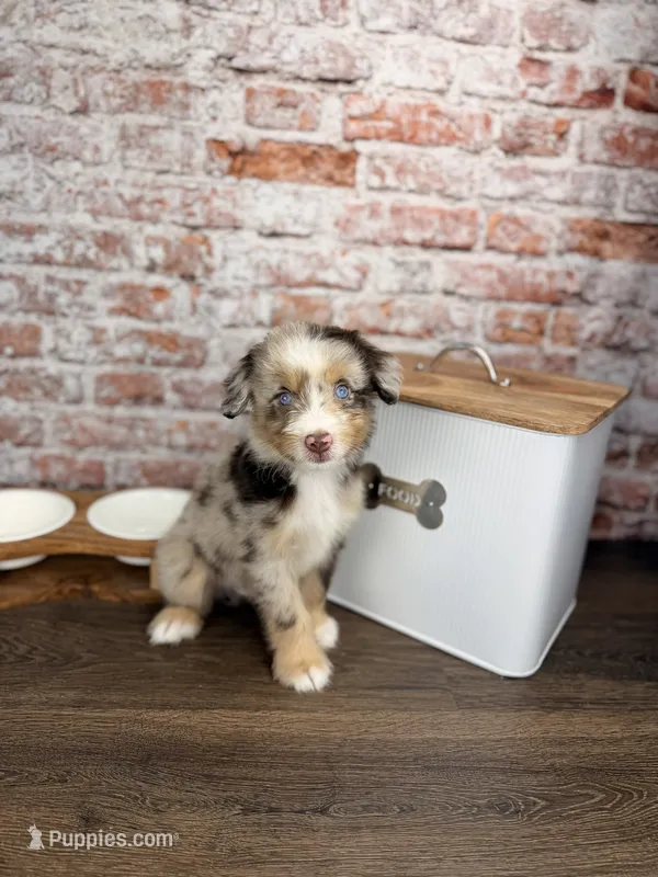 Rigatoni BLUE EYES – Miniature Bernedoodle, Miniature Aussiedoodle puppy for sale in Tampa, FL