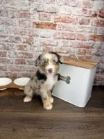 Rigatoni BLUE EYES, a male Miniature Bernedoodle and Miniature Aussiedoodle for sale in Tampa, FL – 1 of 10