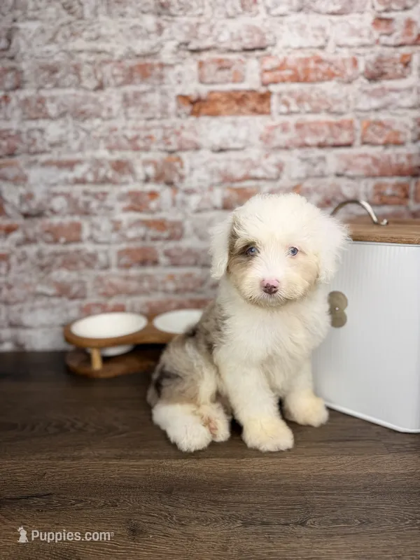 Neapolitan BLUE EYES – Miniature Bernedoodle, Miniature Aussiedoodle puppy for sale in Tampa, FL