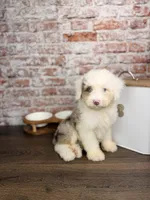 Neapolitan BLUE EYES, a male Miniature Bernedoodle and Miniature Aussiedoodle for sale in Tampa, FL – 1 of 4