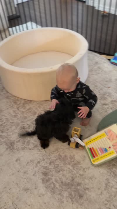 Woody, a male Cavapoo for sale in Tampa, FL – 7 of 8