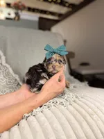 Diana BLUE EYES, a female Miniature Aussiedoodle for sale in Tampa, FL – Photo 1 of 6