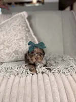 Diana BLUE EYES, a female Miniature Aussiedoodle for sale in Tampa, FL – Photo 3 of 6