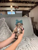 Diana BLUE EYES, a female Miniature Aussiedoodle for sale in Tampa, FL – Photo 4 of 6