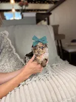 Diana BLUE EYES, a female Miniature Aussiedoodle for sale in Tampa, FL – Photo 5 of 6