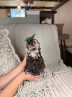 Diana BLUE EYES, a female Miniature Aussiedoodle for sale in Tampa, FL – Photo 6 of 6