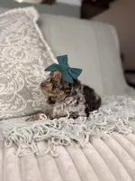 Diana BLUE EYES, a female Miniature Aussiedoodle for sale in Tampa, FL – Photo 2 of 6