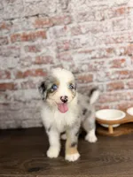 Penne BLUE EYES, a male Miniature Bernedoodle and Miniature Aussiedoodle for sale in Tampa, FL – 2 of 6