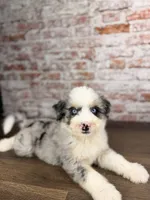 Tortellini BLUE EYES, a male Miniature Bernedoodle and Miniature Aussiedoodle for sale in Tampa, FL – 3 of 8