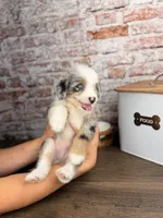 Penne BLUE EYES, a male Miniature Bernedoodle and Miniature Aussiedoodle for sale in Tampa, FL – 5 of 6