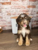 Linguine , a male Miniature Bernedoodle and Miniature Aussiedoodle for sale in Tampa, FL – 2 of 5