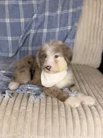 Palm, a male Aussiedoodle for sale in Tampa, FL – 5 of 5