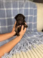 Ritz, a male Miniature Aussiedoodle for sale in Tampa, FL – Photo 4 of 5