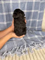 Ritz, a male Miniature Aussiedoodle for sale in Tampa, FL – Photo 5 of 5