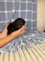 Ritz, a male Miniature Aussiedoodle for sale in Tampa, FL – Photo 2 of 5