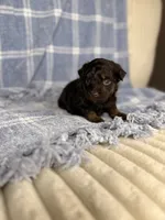 Ritz, a male Miniature Aussiedoodle for sale in Tampa, FL – Photo 1 of 5