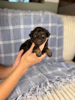 Ritz, a male Miniature Aussiedoodle for sale in Tampa, FL – Photo 3 of 5