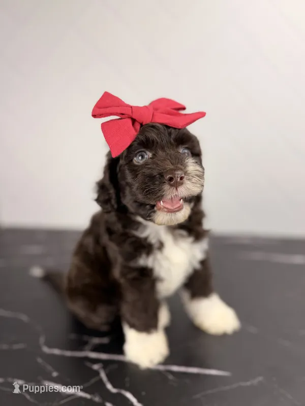 Bo peep – Aussiedoodle, Cockapoo puppy for sale in Tampa, FL