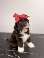 Bo peep, a female Aussiedoodle and Cockapoo for sale in Tampa, FL – 1 of 6