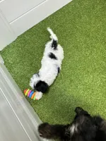 Jessie, a female Cavapoo for sale in Tampa, FL – 3 of 3