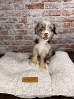 Rigatoni BLUE EYES, a male Miniature Bernedoodle and Miniature Aussiedoodle for sale in Tampa, FL – 6 of 10