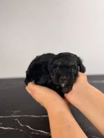 Buzz, a male Cavapoo for sale in Tampa, FL – 2 of 4