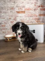 Ravioli , a male Miniature Bernedoodle and Miniature Aussiedoodle for sale in Tampa, FL – 4 of 10