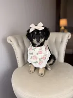 Raven, a female Miniature Bernedoodle for sale in Tampa, FL – 2 of 4