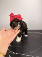 Bo peep, a female Aussiedoodle and Cockapoo for sale in Tampa, FL – 6 of 6
